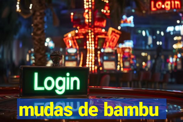 mudas de bambu